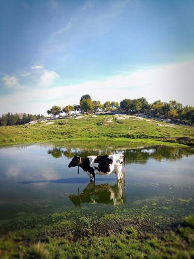 cow image